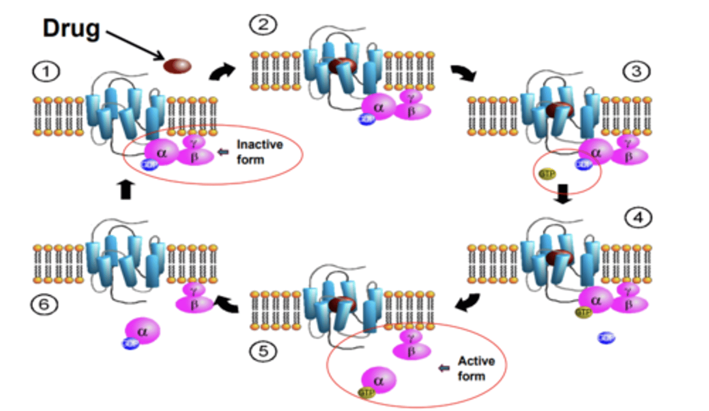 <p>1. Drug binds receptor</p><p>2. induces conformational change/activation of receptor</p><p>3. G-protein cycle initiated with GTP replacing GDP</p><p>4. the heterotrimer dissociates from receptor, and activates effectors/signaling</p><p>4. GDP will now replace GTP on the G-protein</p><p>5. the heterotrimer re-assmbles and re-couples to the receptor</p><p>6. ready to start the signaling cascade again when drug binds</p>