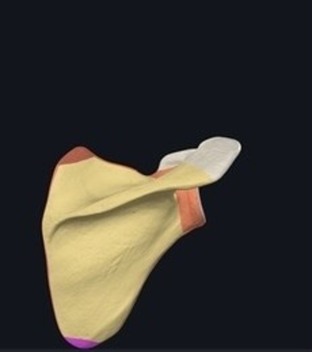 <p>Lowest point of the scapula.</p>