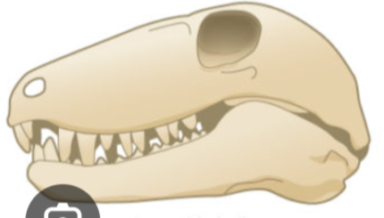 <p>Which skull is this?</p>