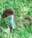 <p>Least Weasel</p>