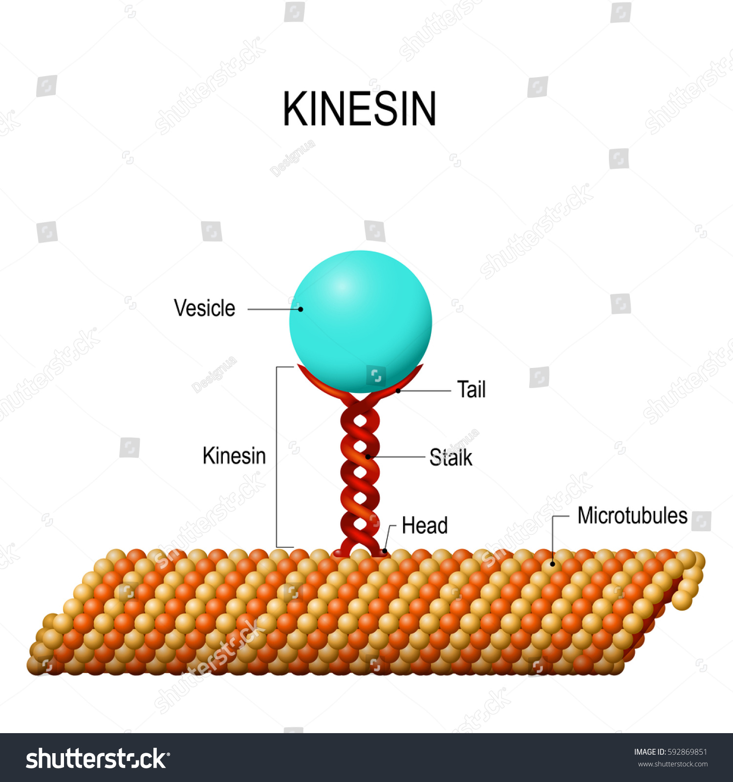 <p>Transportprotein. Transporterar mot <strong>+ pol</strong>, <strong>från</strong> mitten av cellen <strong>mot </strong>cellmembranet över mikrotubili</p><p>2 ben</p>