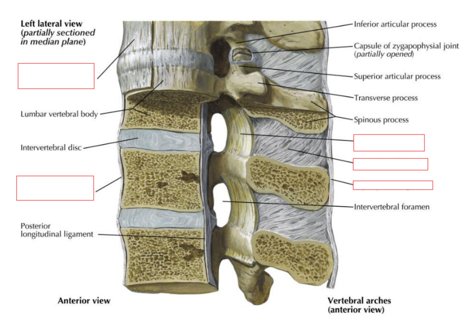 <ul><li><p>On the posterior body of each vertebra</p></li><li><p>From C2/occiput (as tectorial membrane) to sacrum</p></li><li><p>Resists flexion</p></li><li><p>Gets progressively weaker inferiorly</p></li></ul><p></p>