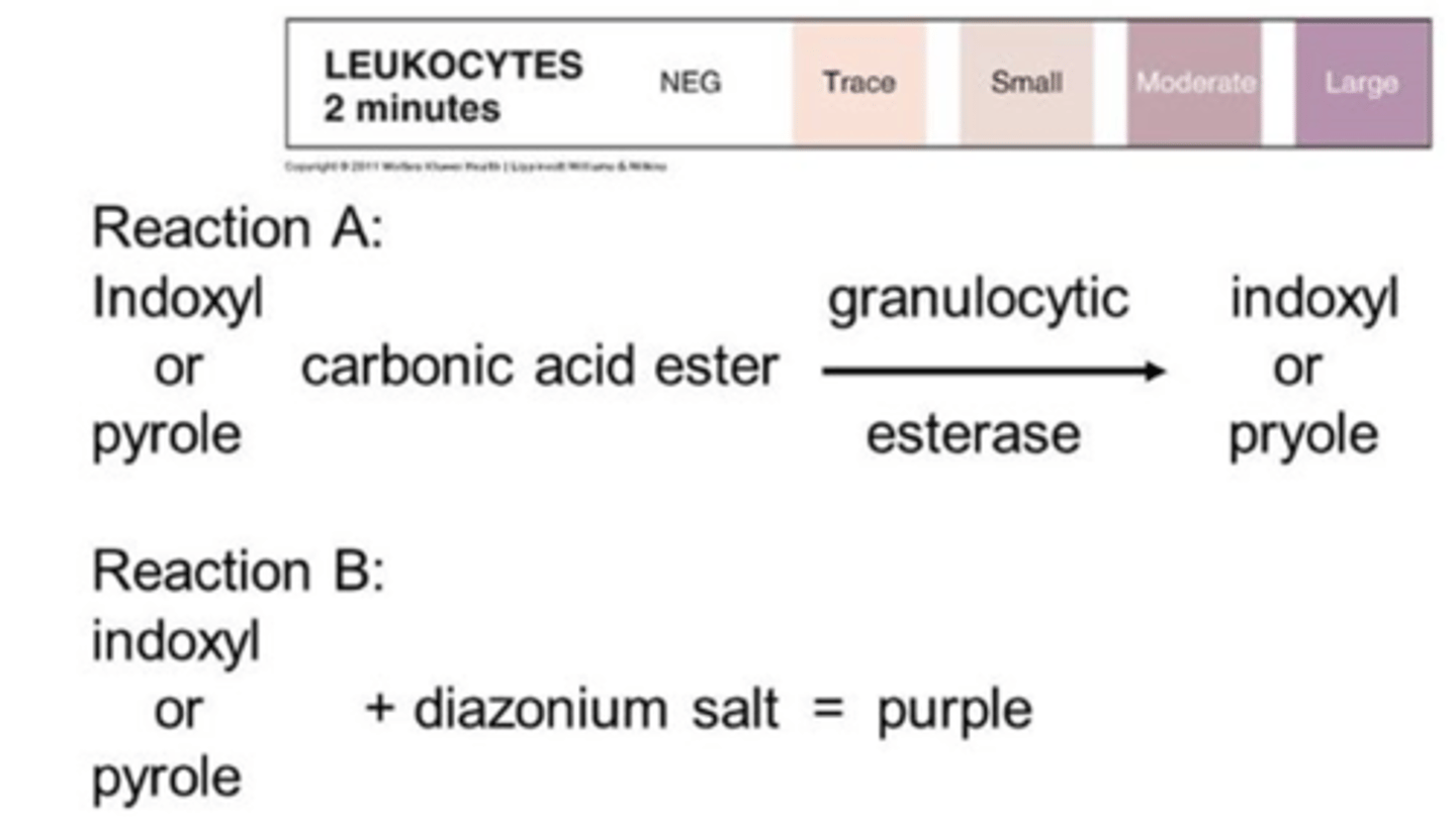 <p>Leukocyte esterase reacts with esters embedded in the pad to produce aromatic compounds. These aromatic compounds react with diazonium salts also present in the pad to produce a purple azo-dye, changing from beige to purple or violet</p>