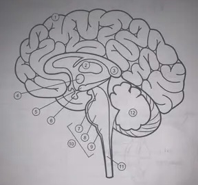 where is the pituitary gland