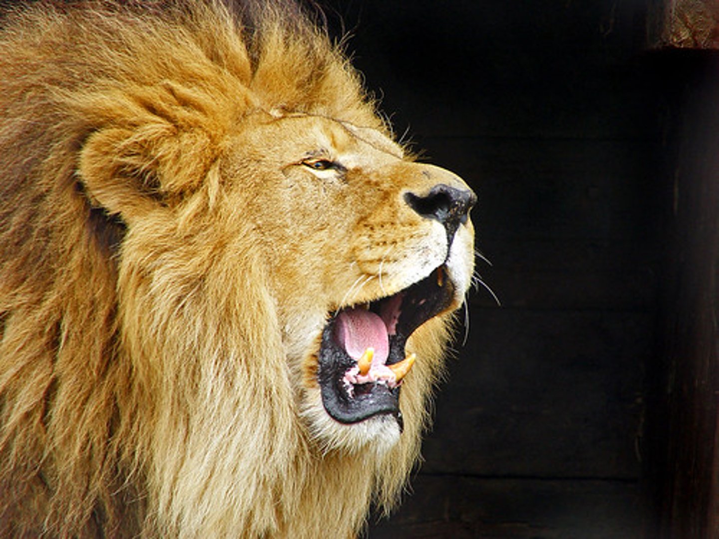 <p>felino grande conocido como el rey de la selva; el macho tiene una melena grande</p>