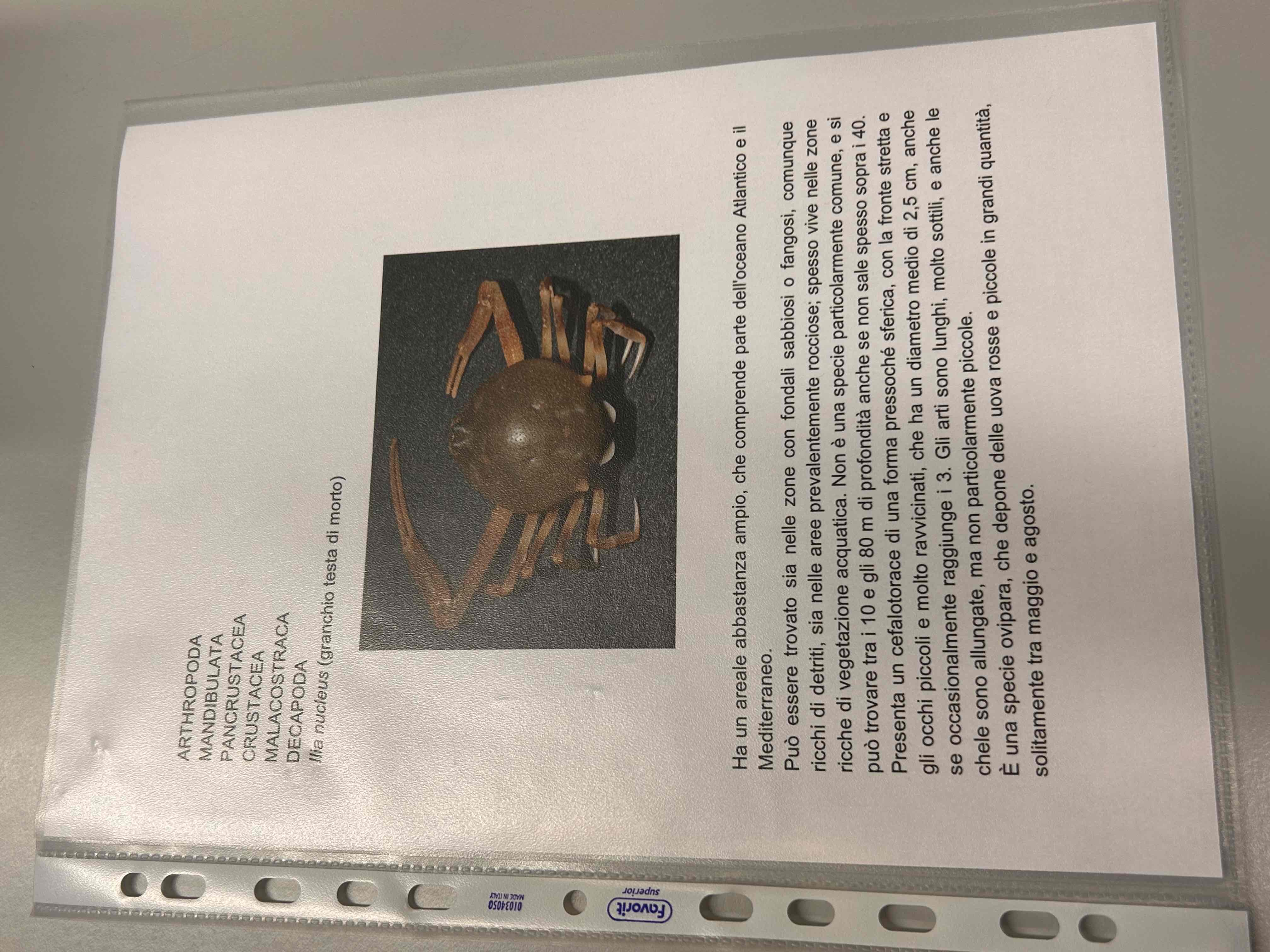 <p>Crostacei</p><p>Malacostraca</p><p>Eumalacostraca</p><p>Decapoda</p><p>Brachyura</p><p>Ilia nucleus</p>