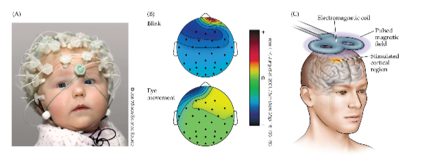 <p>Electroencephalogram (EEG) and transcranial magnetic stimulation</p>