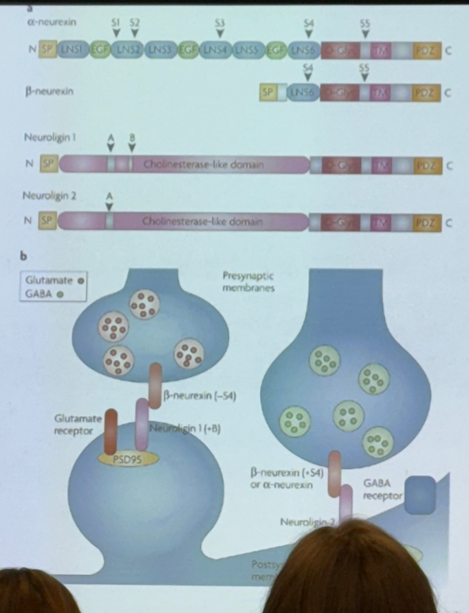 <p>false — on the pre- and post-synaptic neurons, there are proteins that interact with one another to allow for synaptic transmission between the neurons. these proteins are subject to differential splicing events, and will vary from region to region or cell to cell. this affects how our nervous system works!</p>