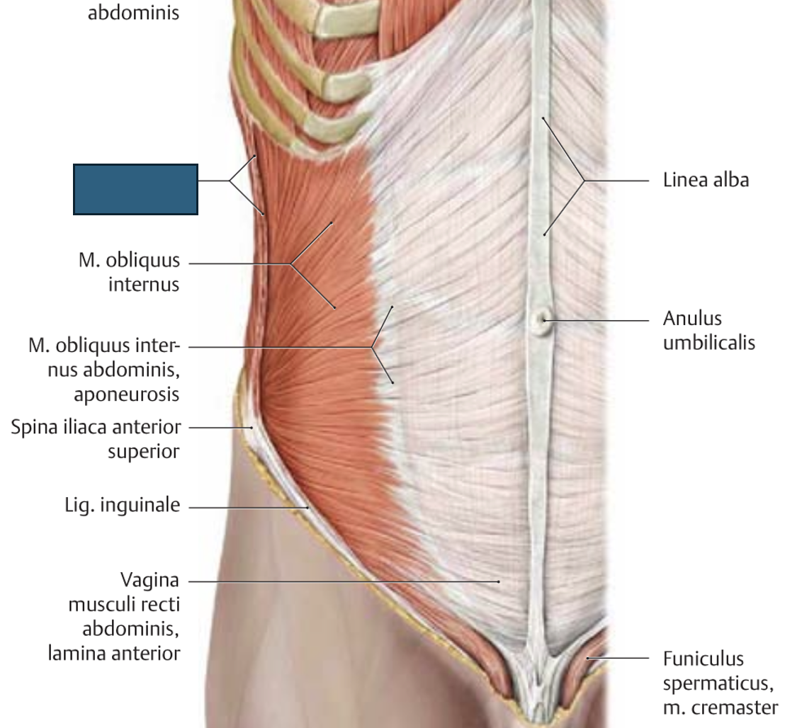 <p>m. obliquus externus abdominis → roteerib keha VASTASpoolele, ette ja küljele painutus, prelum abdominale</p><p>tema aponeuroosi alumine paksenenud serv on <em>lig. inguinale</em></p>