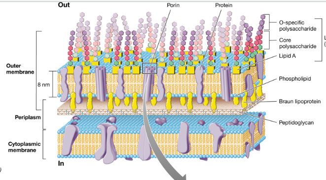 <ul><li><p><span>Similar in composition to most</span><br><span>membranes, except it contains</span><br><span>specialized polysaccharides and proteins (Lipopolysaccharide and porin proteins)</span></p><p></p></li></ul><p></p>