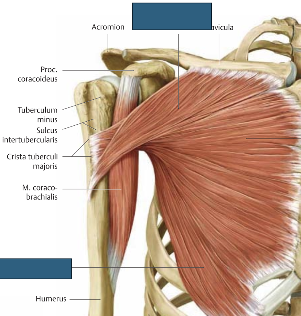 <p>m. pectorais major → langetab jõuga ülestõstetud kätt, abihingamislihas, anteflektsioon-aduktsioon-pronatsioon (õlavars ette keskele ja pöörab sisse</p>