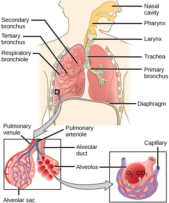 <p>What is the part of the lung that is commonly known as the windpipe ?</p>