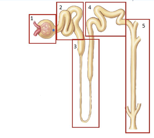 <p>What is structure 4?</p>