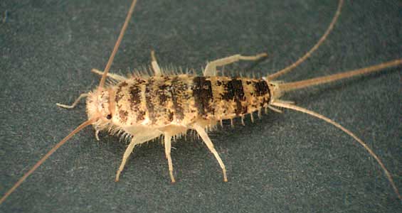 <p>Identify this insect + order</p>