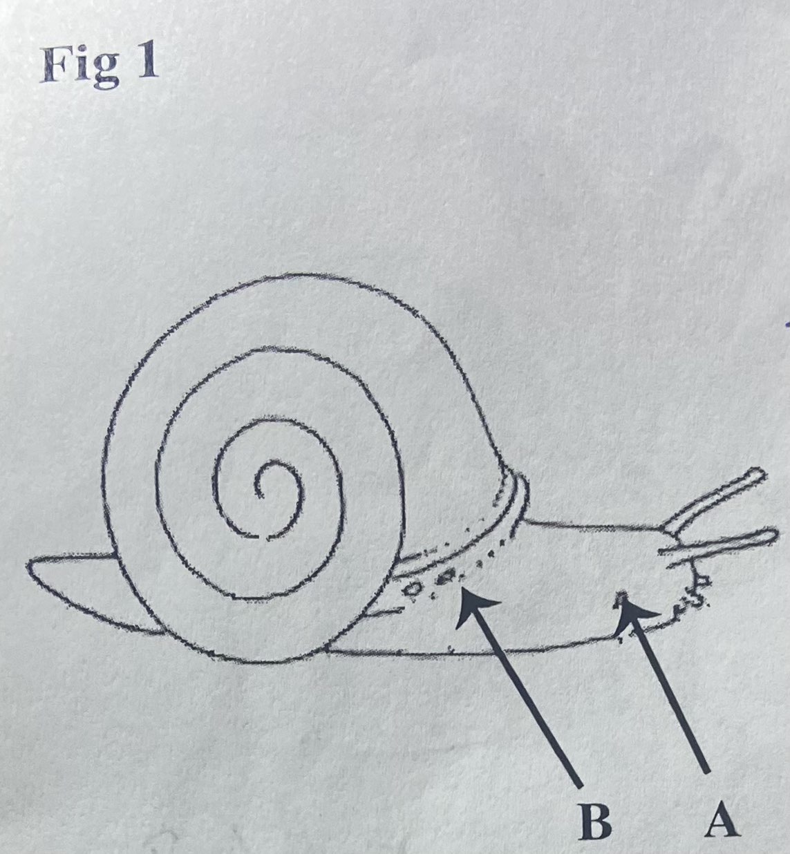 The structure of arrow A is for