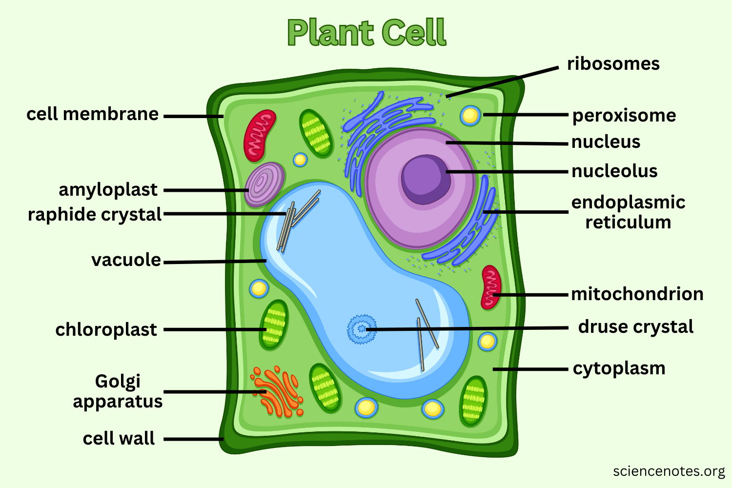 <p>Sac-like structures that store food, water, and waste material. In plant cells, there is one large vacuole that helps the cell stay rigid and supported when filled with water. In animal cells, there are many small vacuoles.</p>