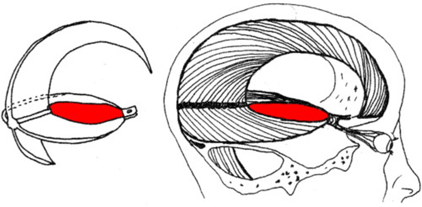 <p>large, curved hiatus between the free margin of the tentorium cerebelli and dorsum sellae that contains the midbrain</p>