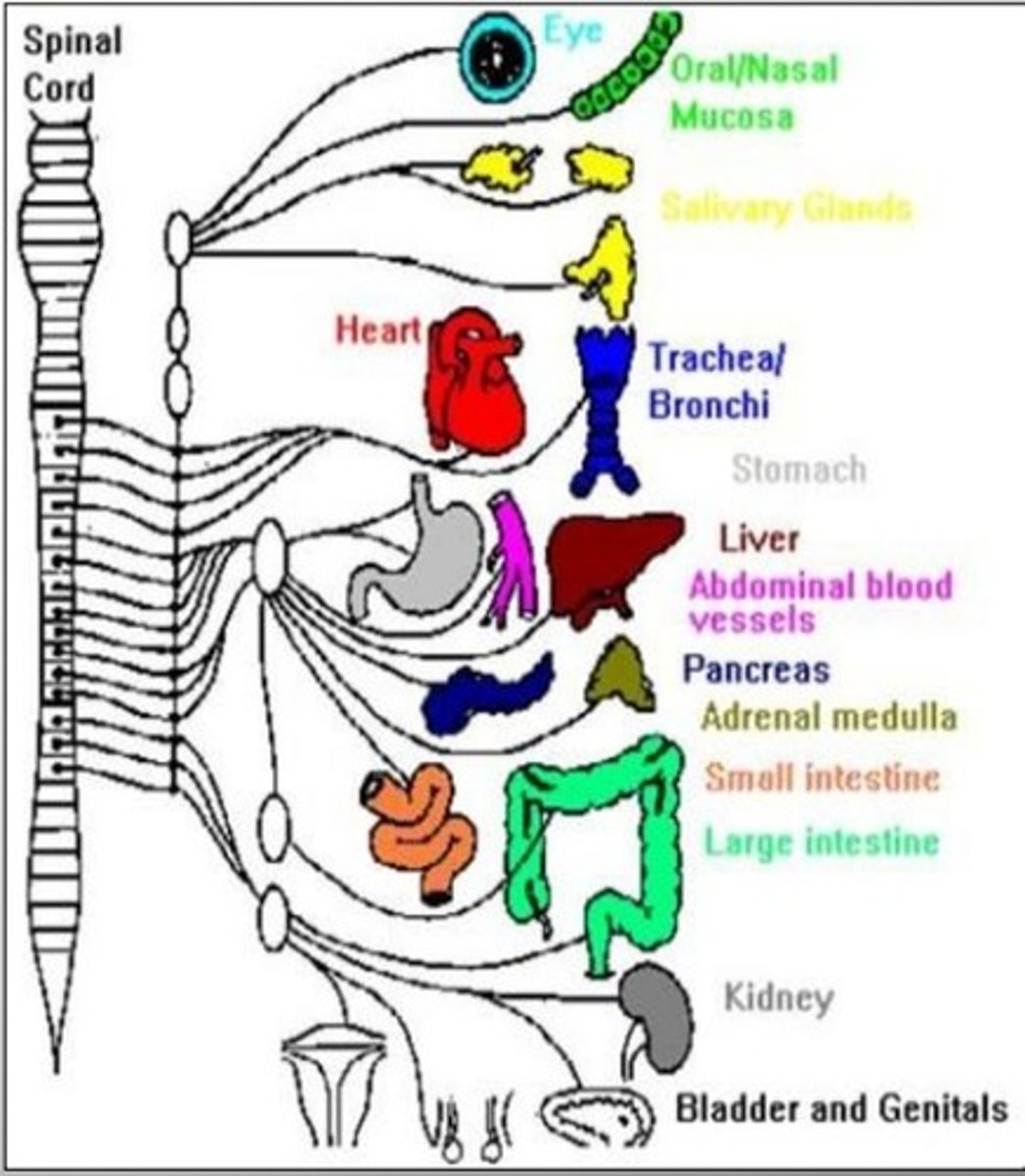 <p>1) Outflow</p><p>-T1-L2</p><p>-- Preganglionic fibers pass through the white rami communicates and synapse in the chain (paravertebral) ganglia</p><p>--Postganglionic fibers innervate the numerous organs of the body</p><p>-Effector organs- head and neck, heart, bronchi and lungs, esophagus, stomach, spleen, pancreas, liver, small intestine, kidney, reproductive organs, large intestine, ureter, urinary bladder, etc.</p>