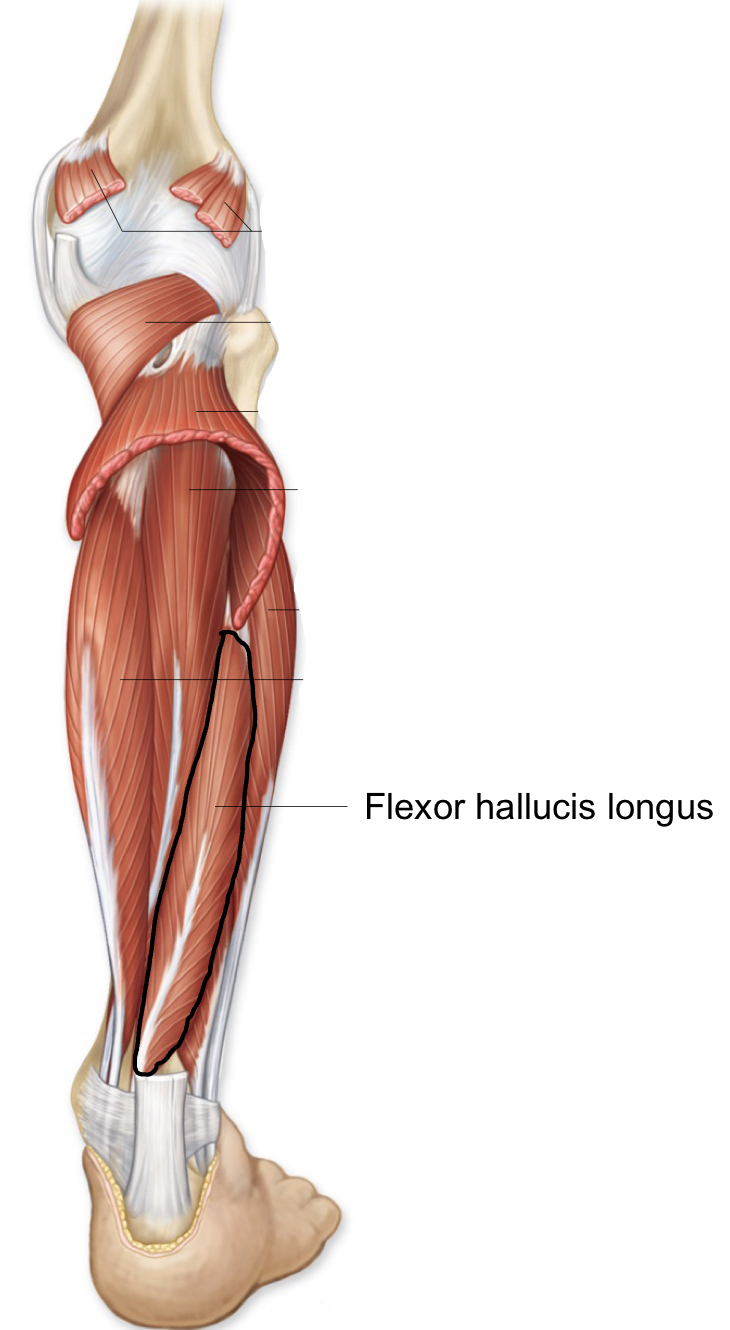 <p>flexor hallucis longus</p>