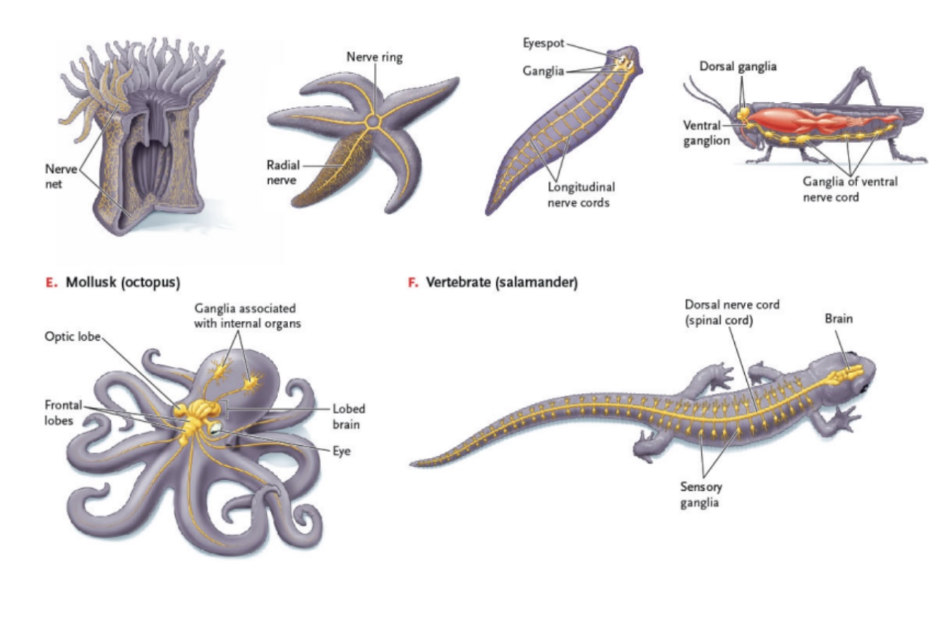 <p>Bila_______ animals have gan____ - clu____ of ne_____ cell bo____s and bra____es</p>