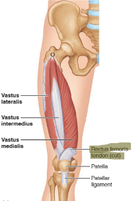 <p>Vastus intermedius muscle</p>