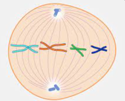 chromosomes meet in the middle / equator of the cell