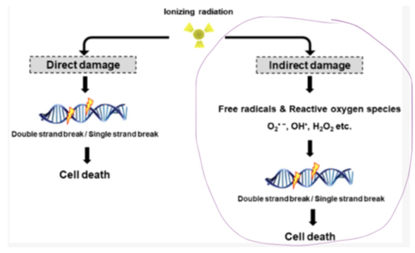 <p>The "indirect damage" pathway of gamma radiation involves which initial event?</p>