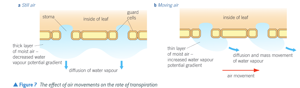 <ol><li><p>Light (increasing gives high no. of open stomata, increases rate)</p></li><li><p>Relative humidity (high = lowers rate due to reduced water vapor gradient)</p></li><li><p>Temperature (increases rate)</p></li><li><p>Air movement (Increases rate)</p></li><li><p>Soil-water availability (If soil dry, transpiration rate reduced)</p></li></ol><p></p>