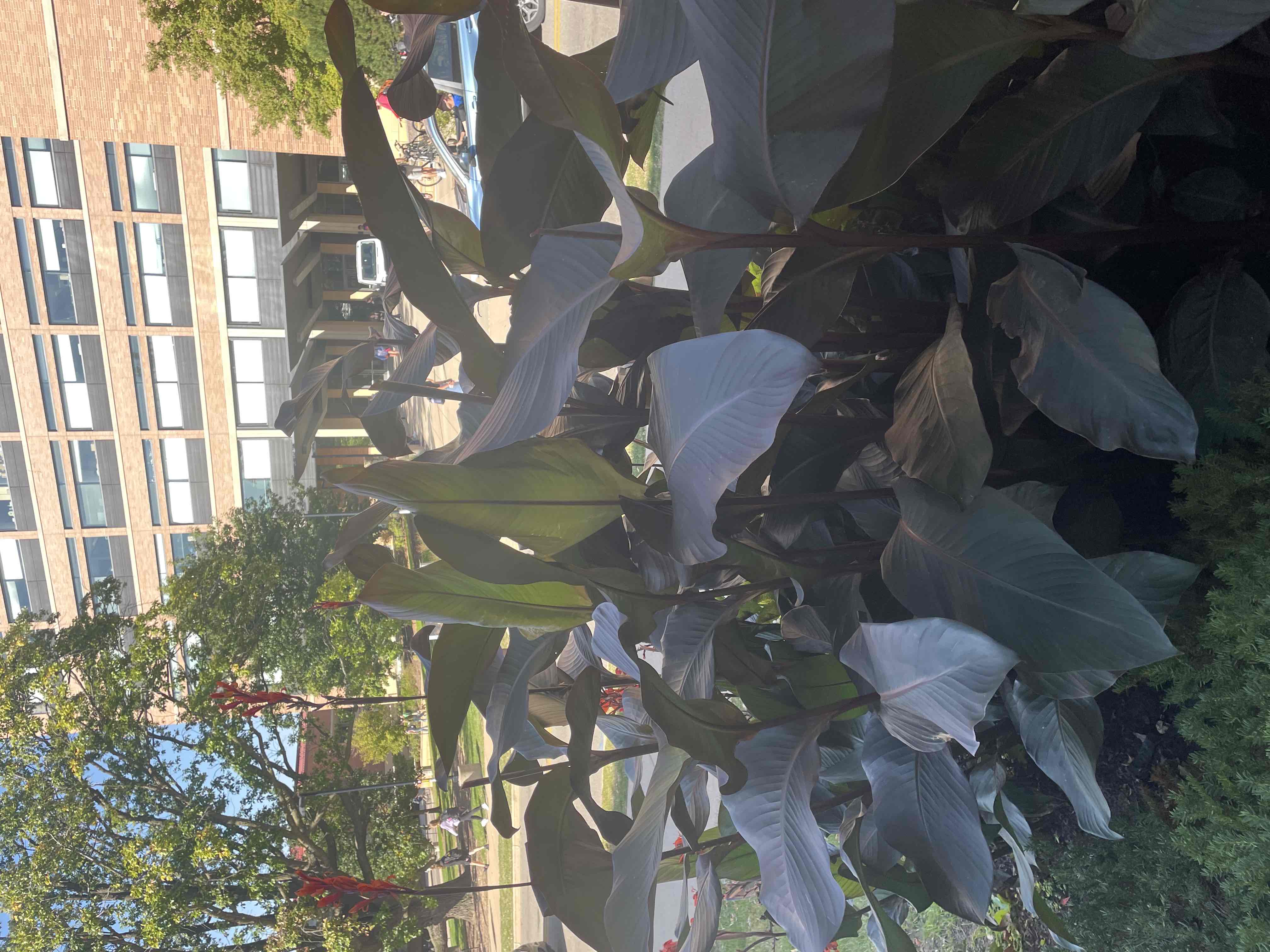 <p>Canna x hybrida</p>