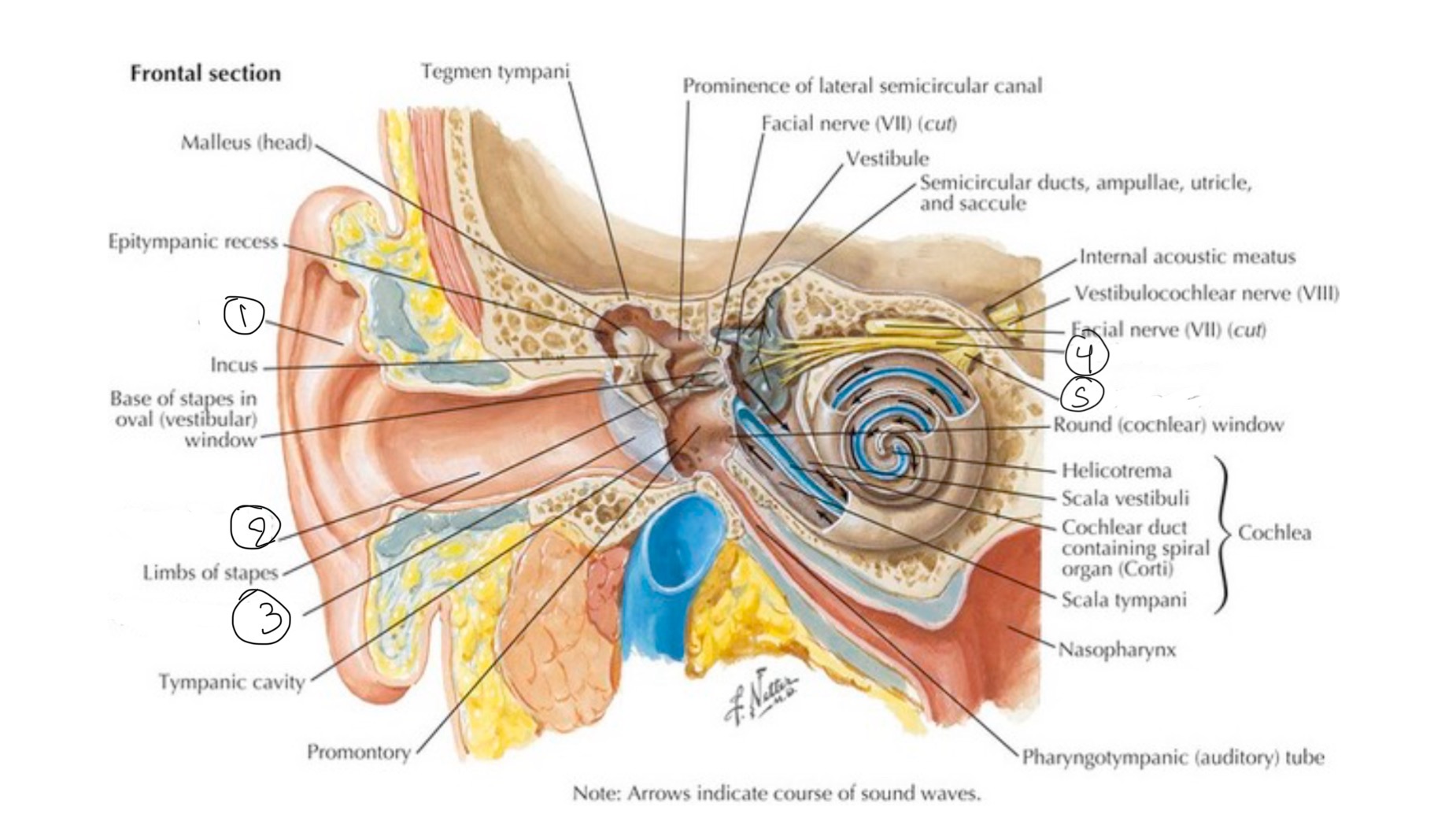 <p>Identify 1</p>