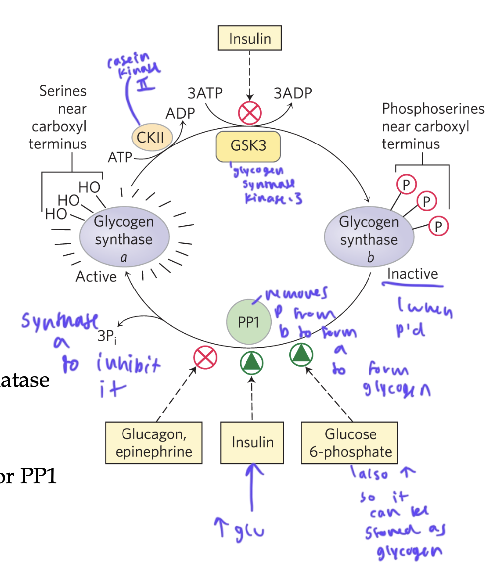 <ul><li><p>when blood glu is high, insulin inhibits GSK3 (glycogen synthase kinase-3), which phosphorylates glycogen synthase at its 3 Ser’s a to b form (inactive)</p></li><li><p>high blood glu causes insulin to activate PP1, which removes the P from glycogen synthase b to form glycogen synthase a (active)</p></li><li><p>glucose-6-phosphate can also activate PP1</p></li><li><p>glucagon and E inhibit PP1</p></li><li><p>before GSK3 can turn a into b, casein kinase 2 (CKII) must prime the glycogen synthase</p></li></ul><p></p>