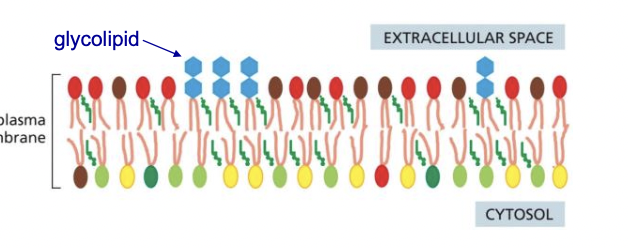* formed by adding sugar groups to lipids/proteins on luminal face of golgi
* end up on plasma membrane, inside of some organelles 
  * noncytosolic face
* protect the membrane from harsh environments 