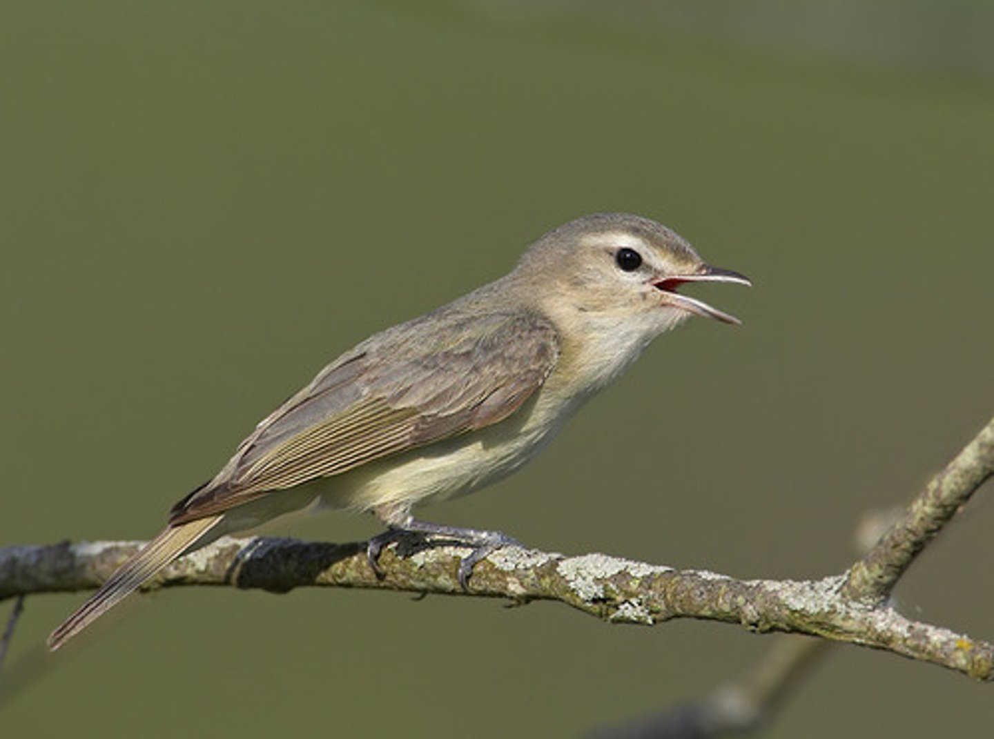 <p>Warbling Vireo</p>
