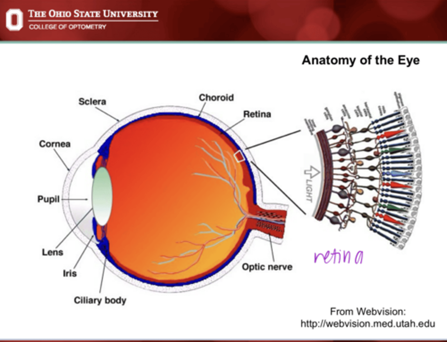 <p>Anatomy of the Eye Pic</p>