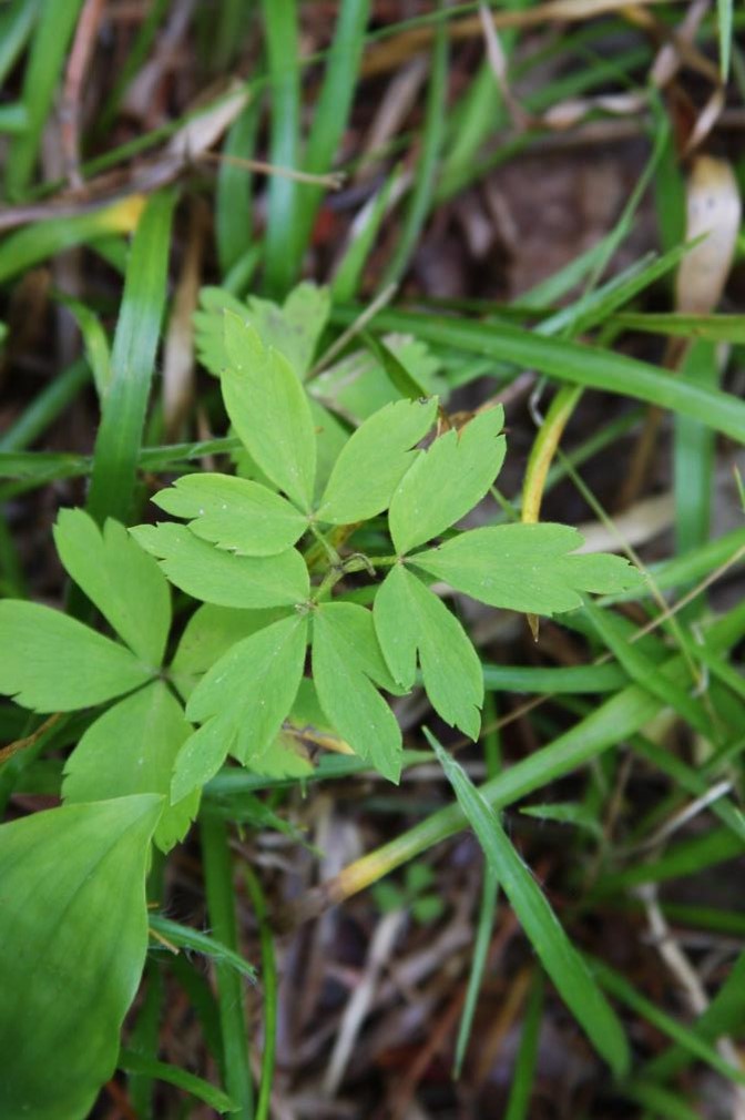 <p>Wood anemone</p>