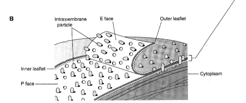 <p>Davson &amp; Danielli</p><ul><li><p>2 protein layers</p></li><li><p>1 lipid bilayer between</p></li><li><p>outer is hydrophilic</p></li><li><p>inner hydrophobic</p></li></ul><p></p>