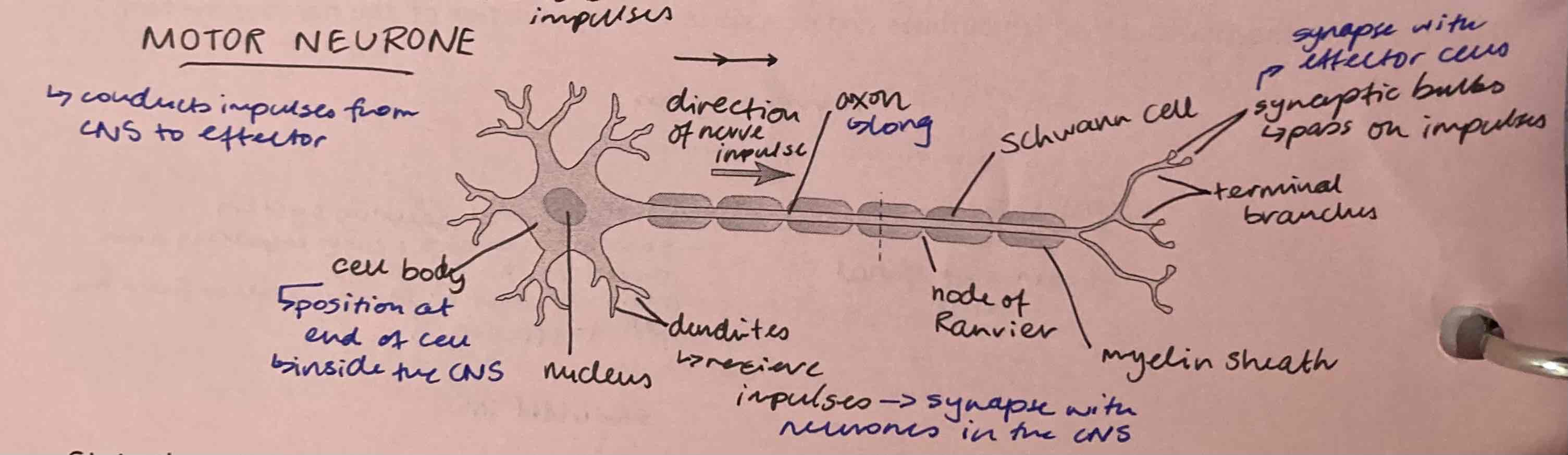 <p>motor neurone </p>