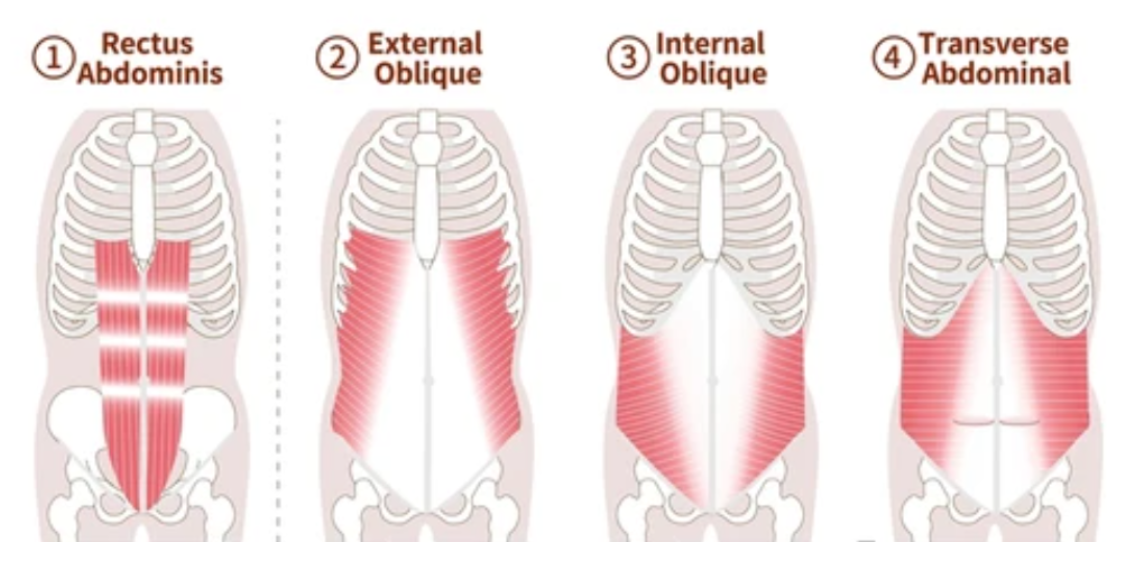 <p><span>The four muscles of the abdominal wall include</span></p>