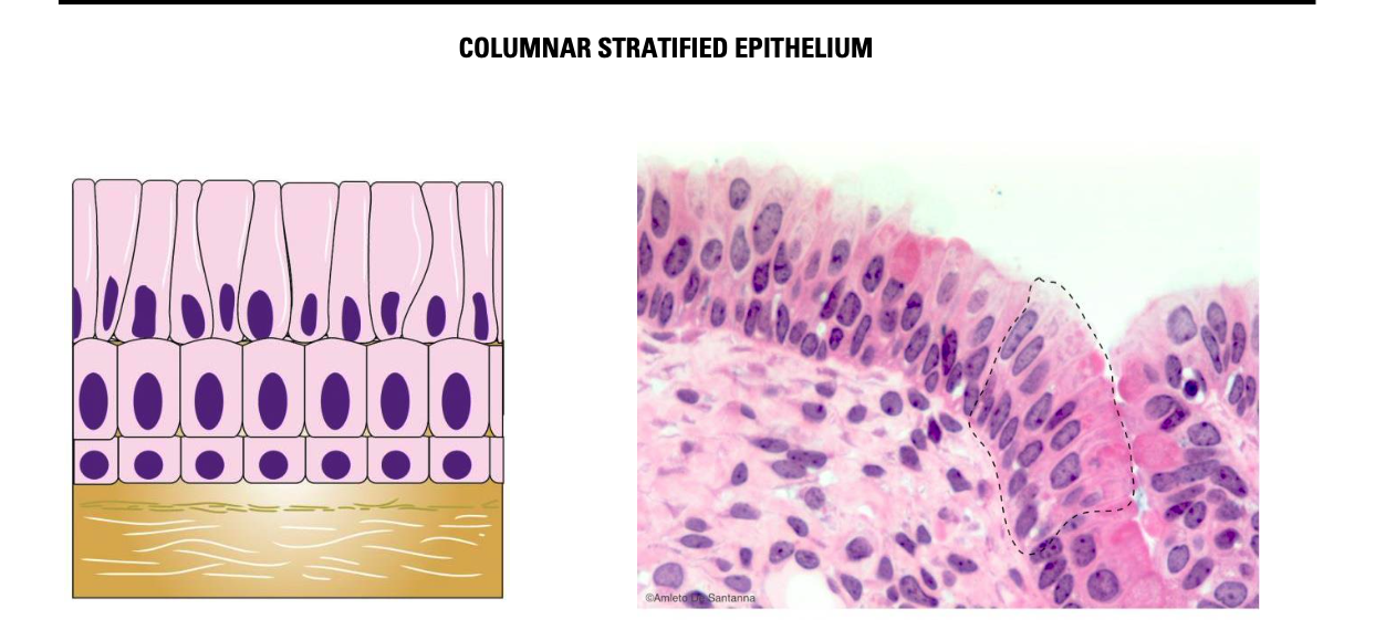 <p><span><strong>COLUMNAR STRATIFIED EPITHELIUM</strong></span></p>