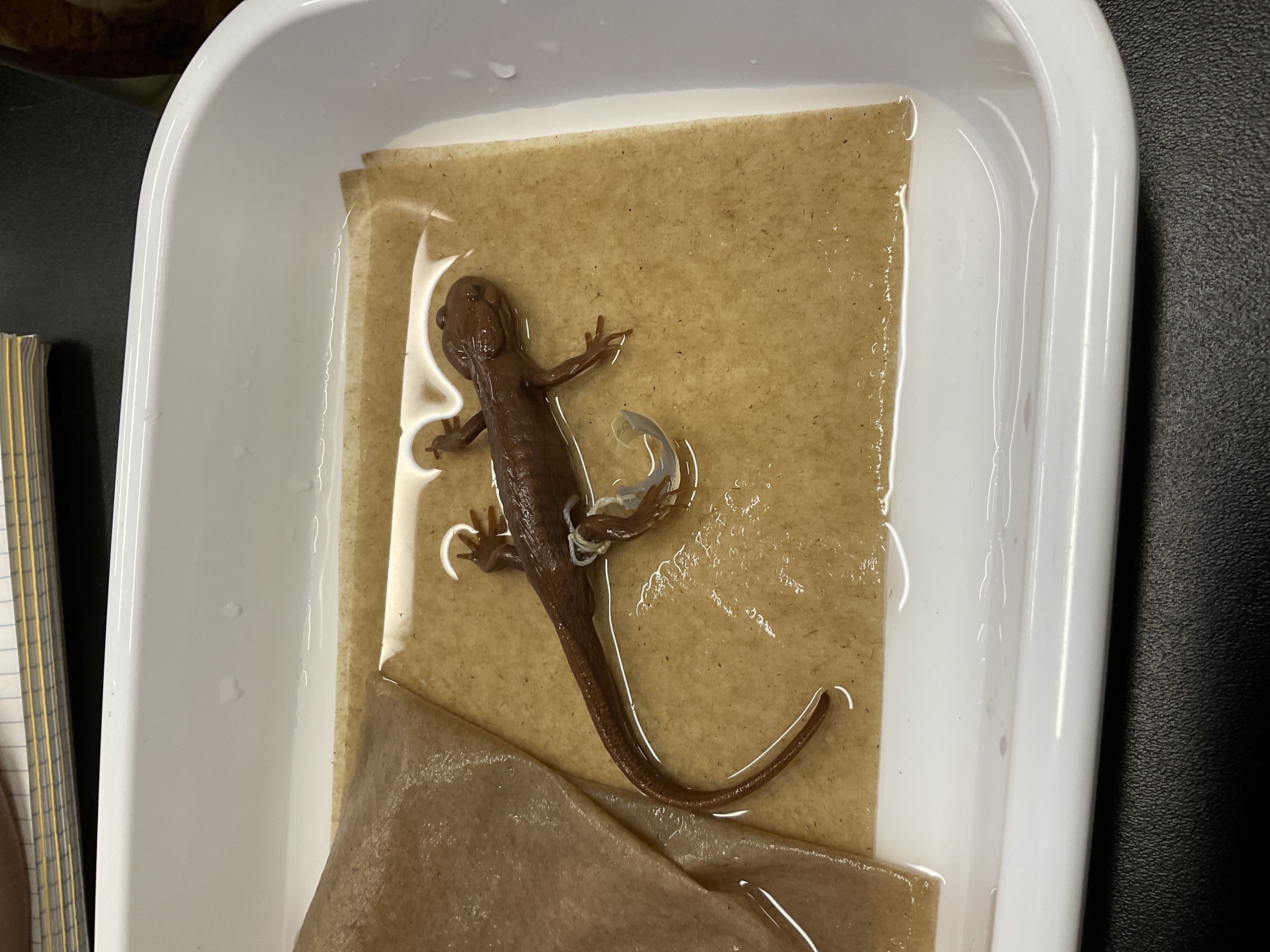 <p>Family and species</p>