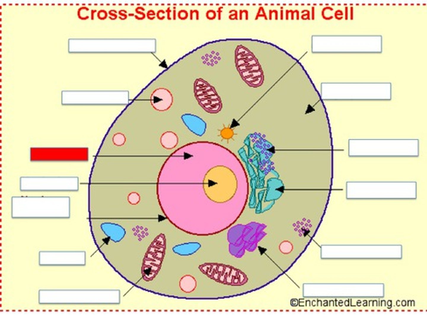 <p>It holds the DNA for the cell</p>