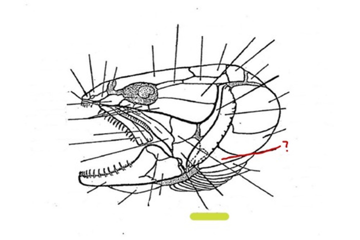 <p>What bone is this</p>