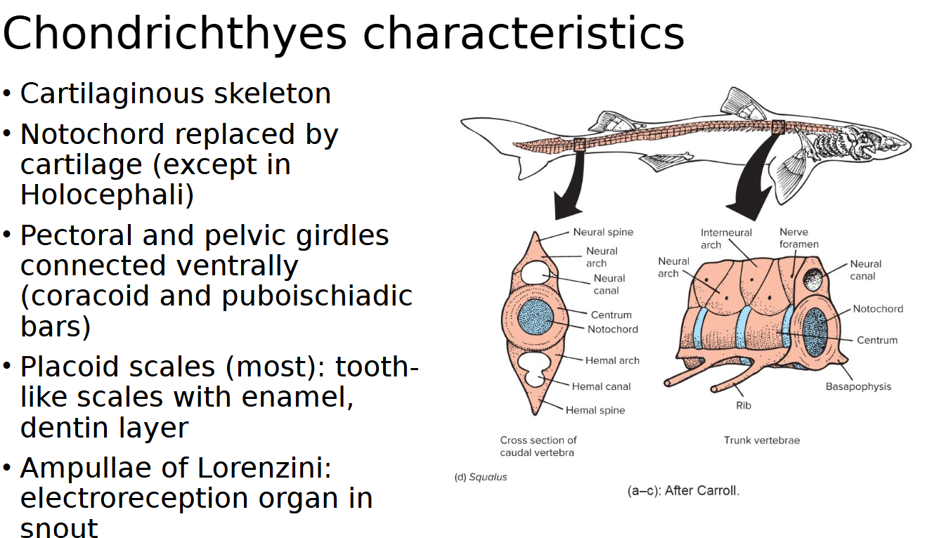 <p><span style="color: rgb(0, 0, 0);"><span>Cartilaginous skeleton<br>• Notochord replaced by cartilage (except in<br>Holocephali)<br>• Pectoral and pelvic girdles connected ventrally<br>(coracoid and puboischiadic bars)<br>• Placoid scales (most): tooth- like scales with enamel,<br>dentin layer<br>• Ampullae of Lorenzini: electroreception organ in snout</span></span></p>