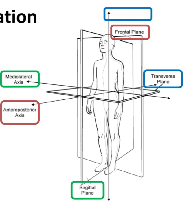 <p>Longitudinal axis</p>