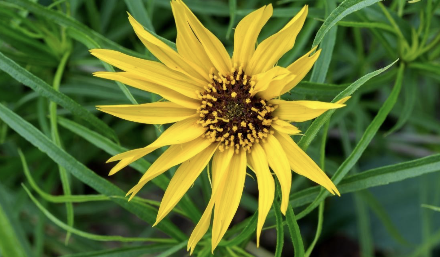 Flower 171
