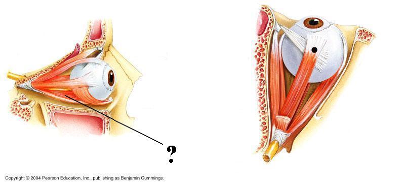 <p><span><span>Identify the indicated structure</span></span></p>