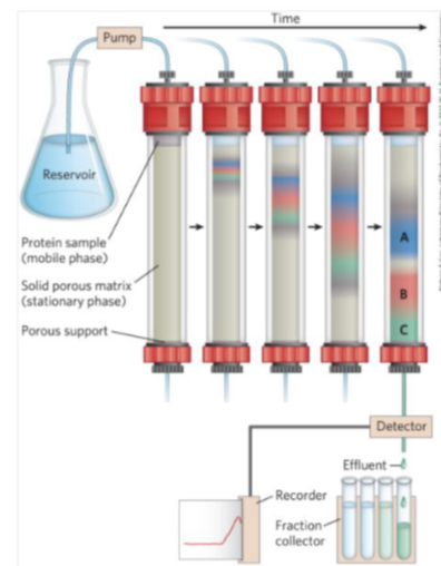 <p>supernatant pass through the column - over time different proteins will separate out differently due to size and charge  (according to properties of column that’s being used</p><p>eg in C you have to collect several drops and then protein B comes out and drips into the next tube- allows the proteins to be separated&nbsp;</p>