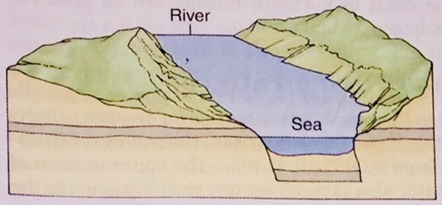 <p>an estuary that forms when earthquakes cause the land at the mouth of a river to sink, allowing seawater to cover it</p>