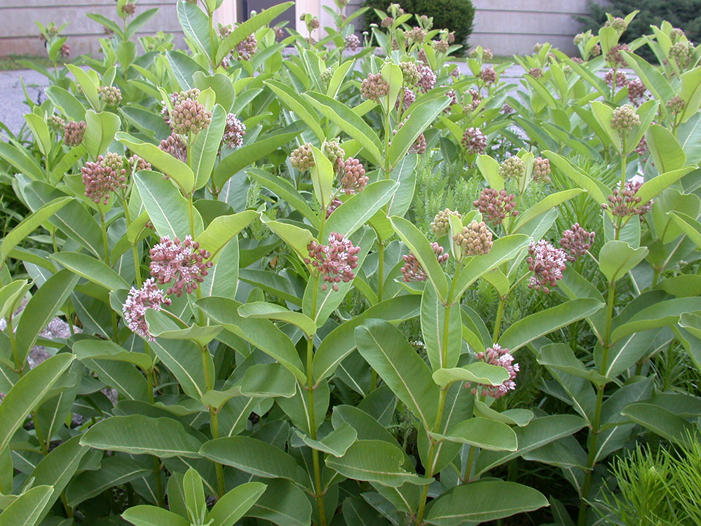 <p>Common Milkweed</p>