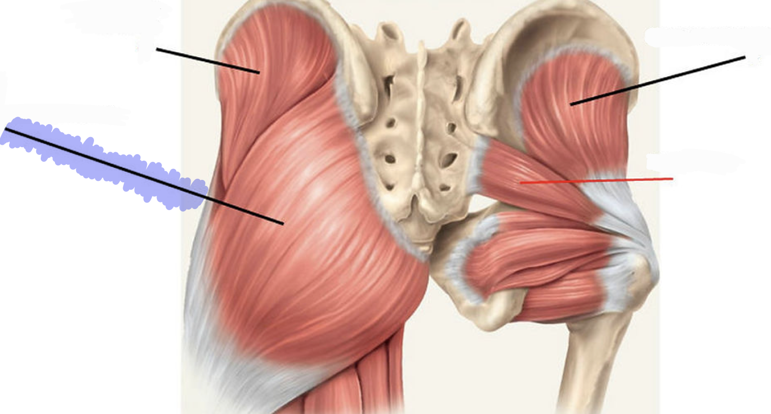 <p>ADducts, extension and lateral rotation of hip (femur)</p>